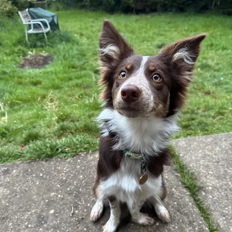 Rori